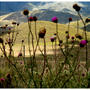 Serie Mendoza
