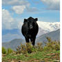 Serie Mendoza