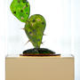 Cactus de vidrio