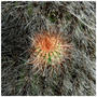 Serie Cactus
