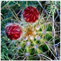 Serie Cactus