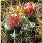 Serie Cactus