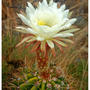Serie Cactus