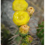 Serie Cactus