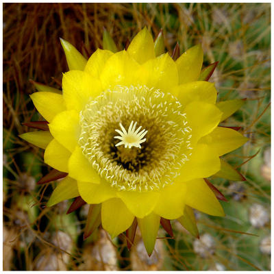 Ranchos de alta montaña