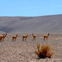 Serie Salta