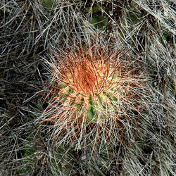 Serie Cactus